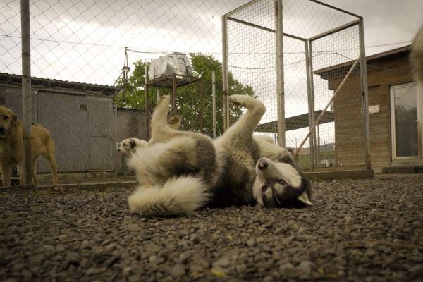 Приют D.O.G. в Тбилиси: место, где у уличных собак появляется второй шанс