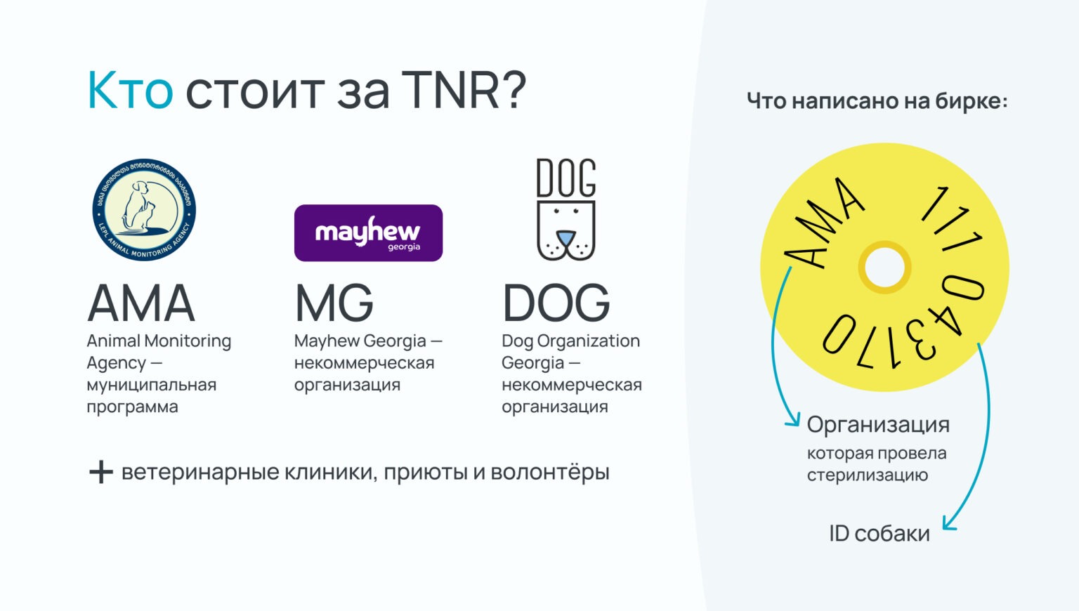 Бирки на ушах уличных собак